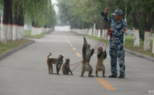 China is using trained monkeys to help prepare for its upcoming military parade