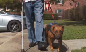 Disabled vet, service dog denied entry to grocery